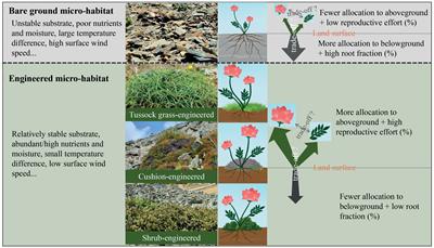 <mark class="highlighted">Ecosystem engineers</mark> can regulate resource allocation strategies in associated plant species